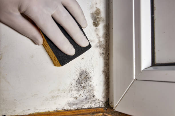 Best Forensic Mold Investigation  in River Falls, WI